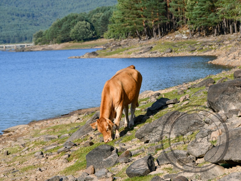 vaca soria